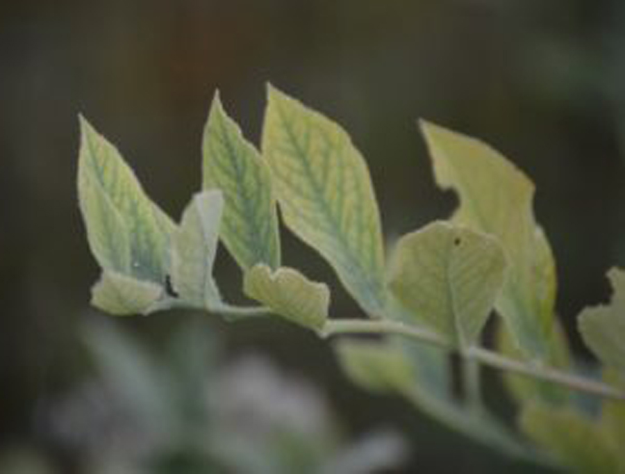 Blueberry Plants