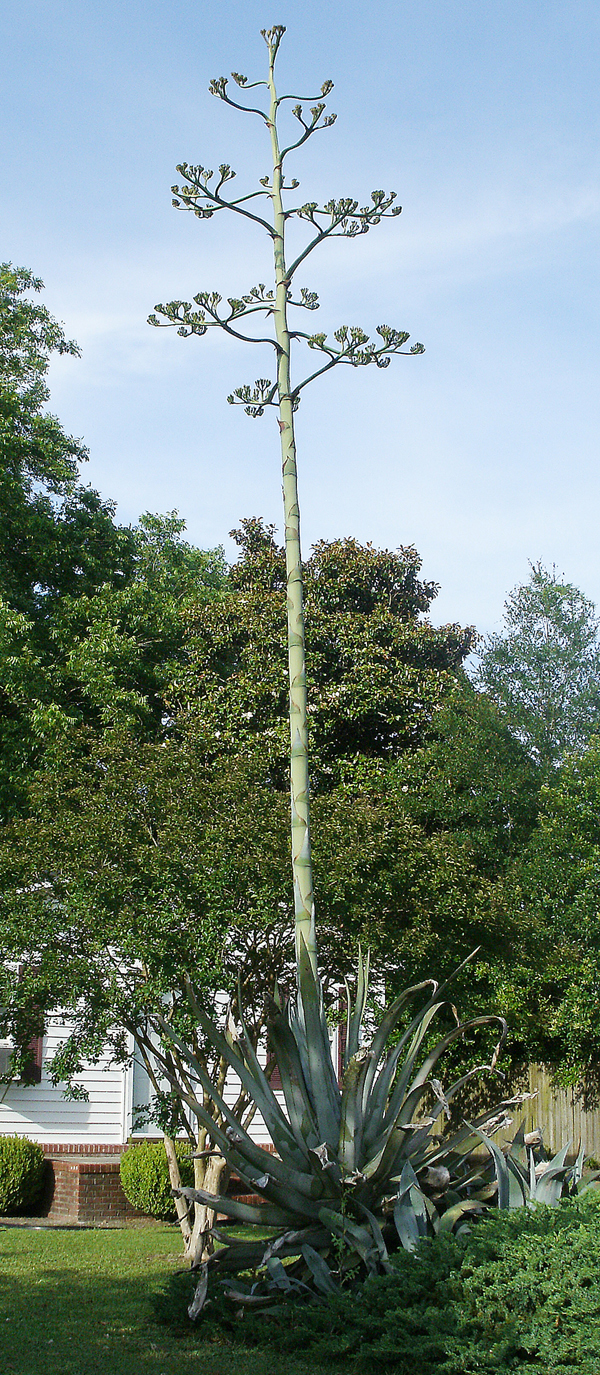 Rare Century Plant In Latta