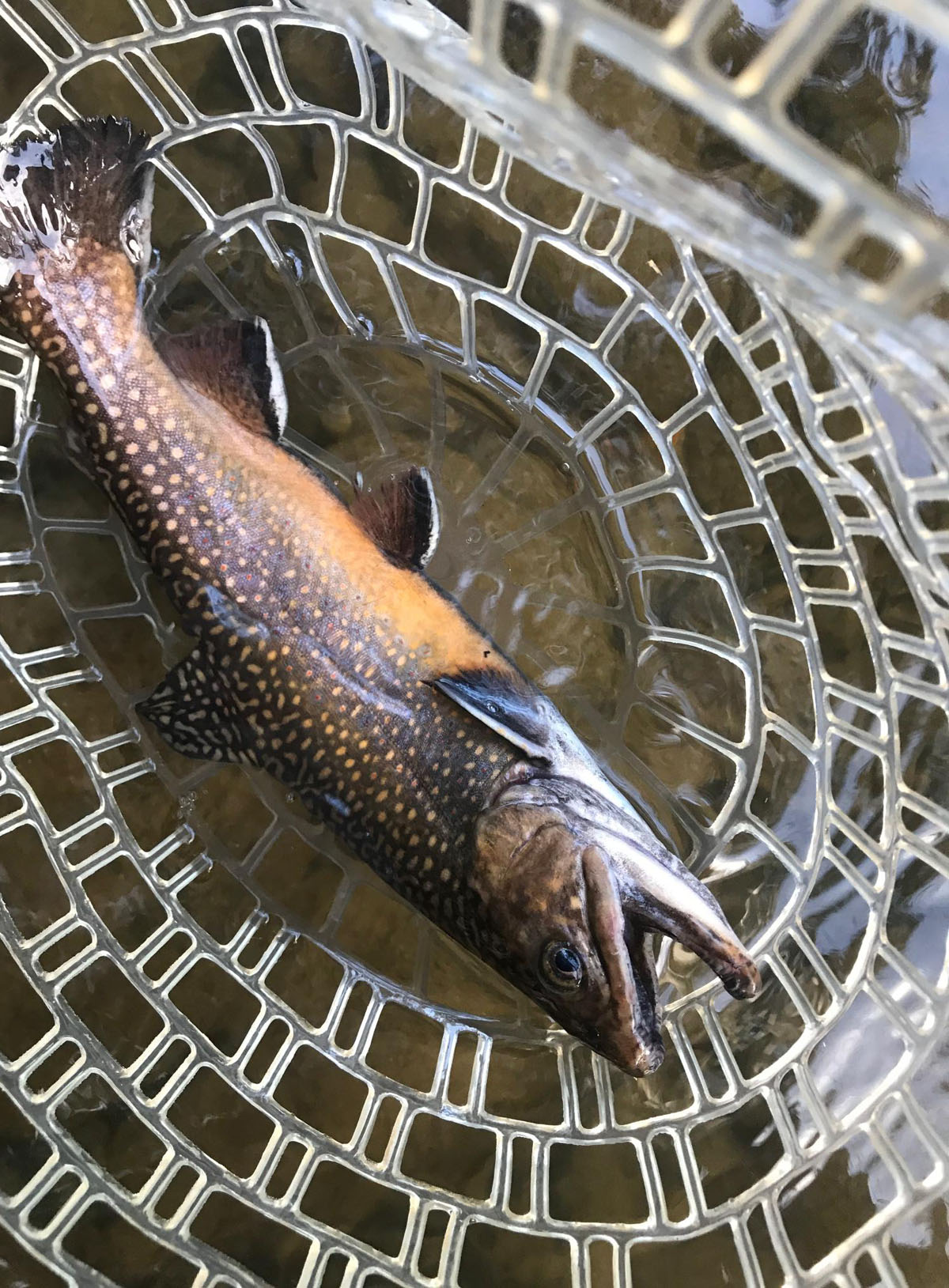 Trout On Dry Flies