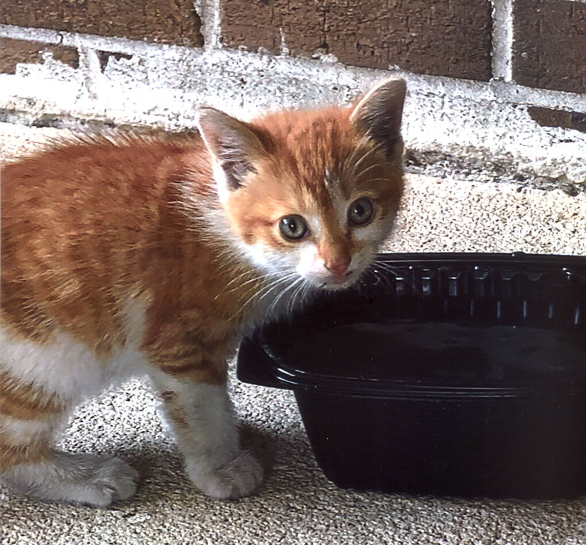 Kitten Becomes ‘Little Treasure’ For Local Family