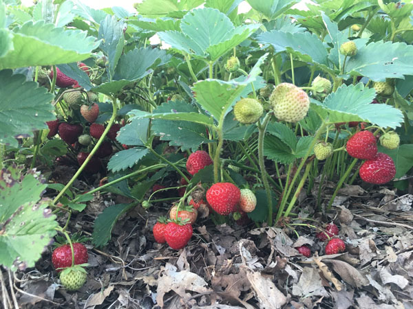 Always Room For Strawberries