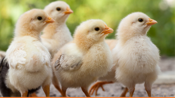 4-H Poultry Project Sign-up Underway