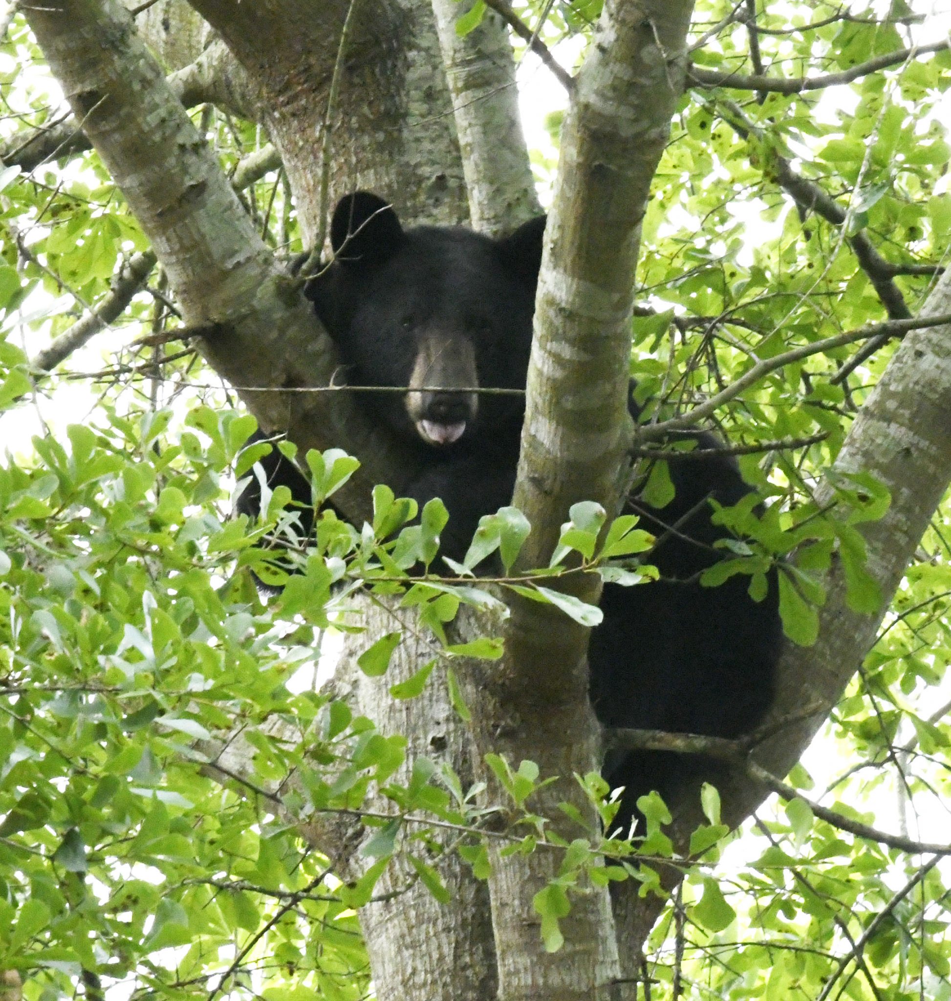 Injured Black Bear Put Down After Being Shot; Tips Offered For Co-Existing With Bears