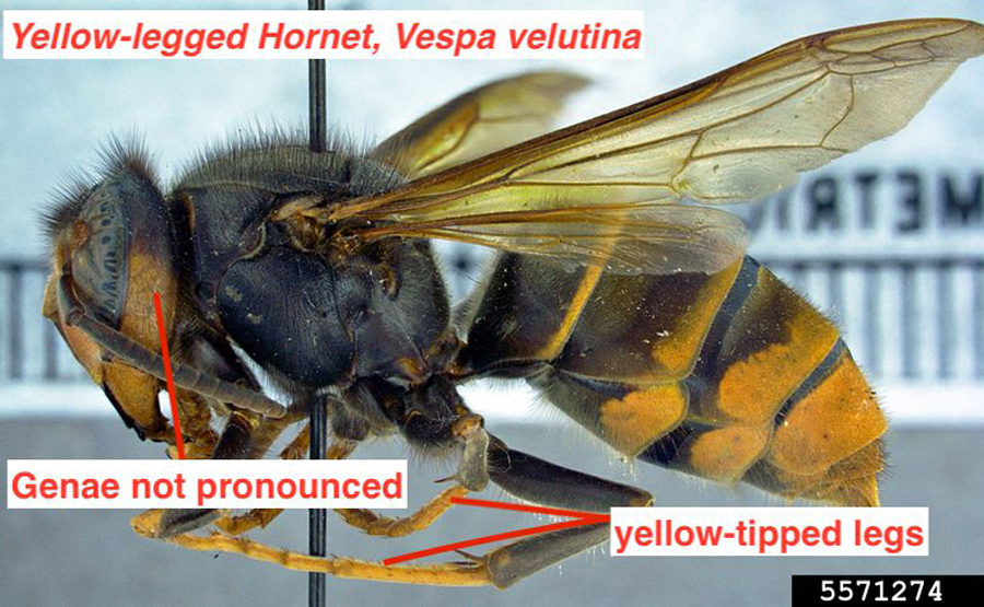 Public Urged To Be On Lookout For Yellow-Legged Hornets