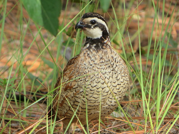 Wild Quail Management Seminar Set For March 7-8